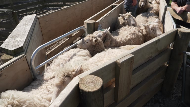 A group of sheep stands close together in a narrow wooden holding pen on a farm.